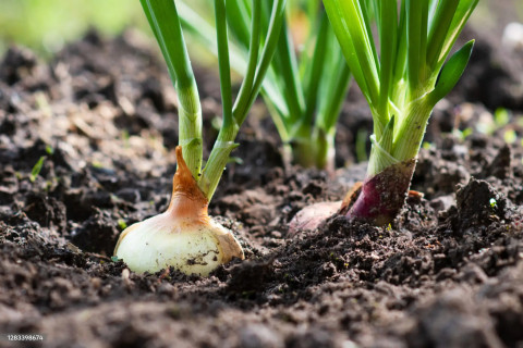 Istockphoto 1283398674 2048x2048